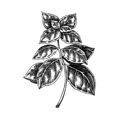 Italian Basil sketch. Kitchen spice drawing. Italian herbs and spices hand-drawn vector illustration. NOT AI genereted